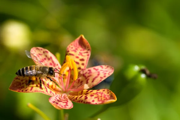 Red orchid — Stock Photo, Image