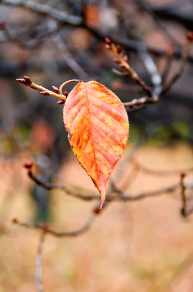 Details of leaf — Stock Photo, Image