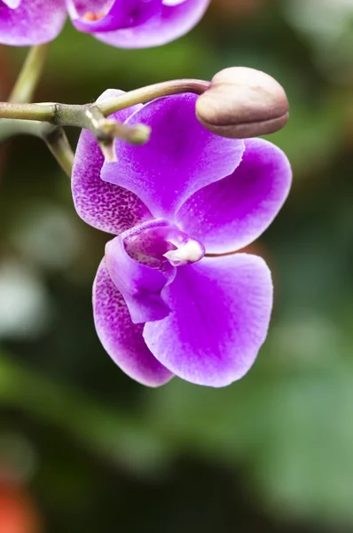 Primer plano de flor de orquídea —  Fotos de Stock