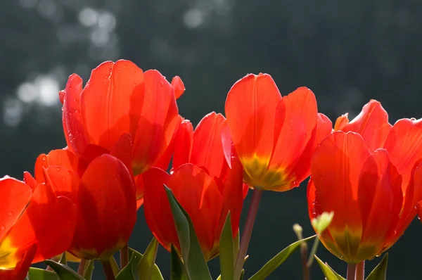 Flores de tulipán rojo —  Fotos de Stock