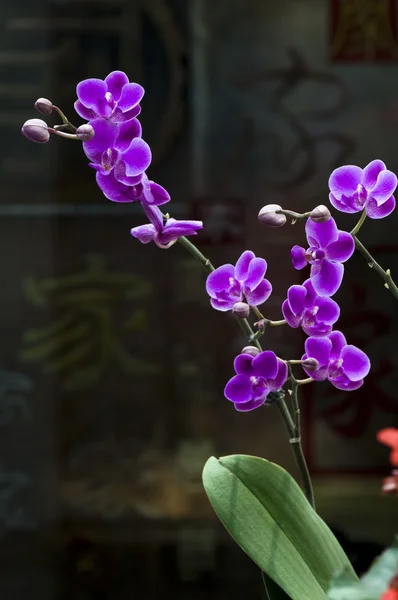 Růžová orchidej květiny — Stock fotografie