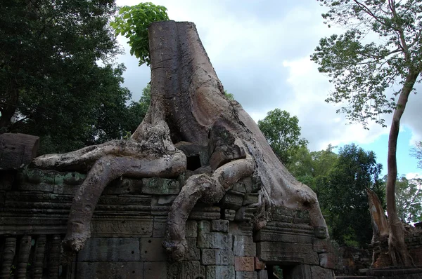 在柬埔寨吴哥窟生长的树 — 图库照片