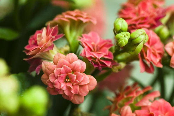 Kalanchoe bush — Stock Fotó