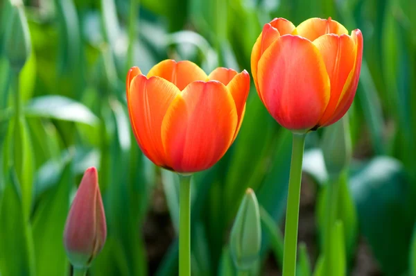 Red tulip flowers — Stock Photo, Image