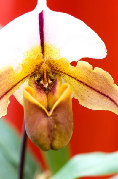 Green lady slipper (orchid) over red — Stock Photo, Image