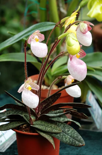 Lady slipper (orchid) — Stockfoto