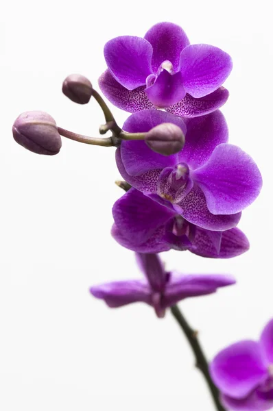 Flor de orquídea aislada en blanco — Foto de Stock