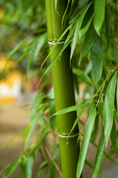 Bambu — Fotografia de Stock