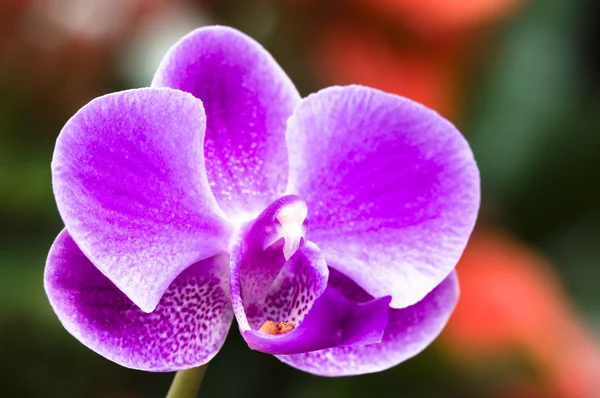 Close-up van orchidee bloem — Stockfoto