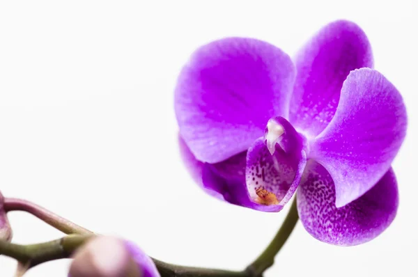 Flor de orquídea aislada en blanco — Foto de Stock