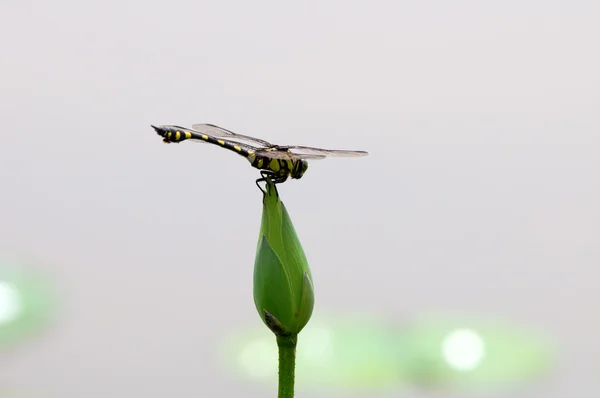 Dragonfly on bud — Stock Photo, Image