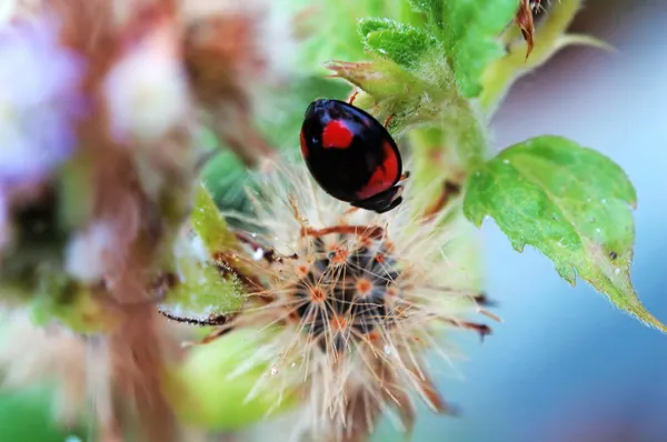 Pittura di coccinella — Foto Stock