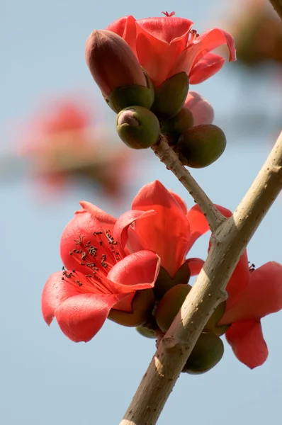 Květiny ceiba — Stock fotografie