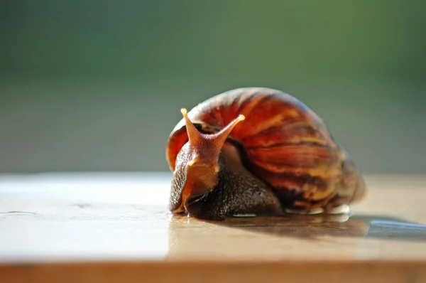 A brown color snail — Stock Photo, Image