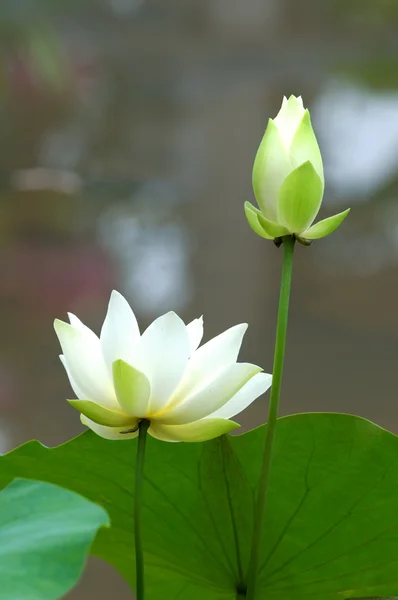 Beyaz lotus çiçeği Stok Fotoğraf