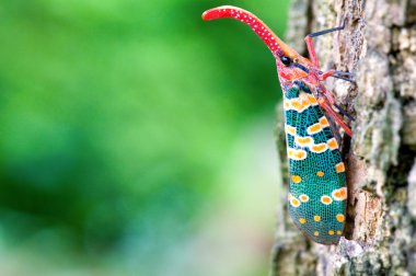 Fulgora candelaria Linnaeus
