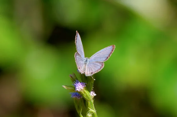 Butterfly on leaf — Stock Photo, Image