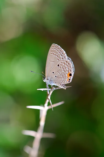 Papillon sur feuille — Photo