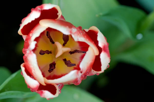Nahaufnahme der Tulpenblüte — Stockfoto