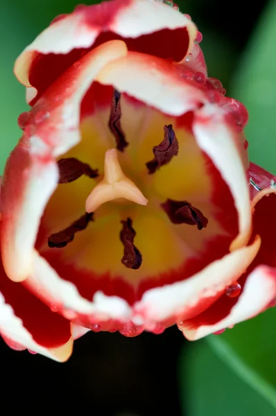 Close up of tulip flower — Stock Photo, Image