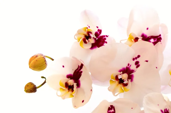 Babouche dame blanche (orchidée ) — Photo