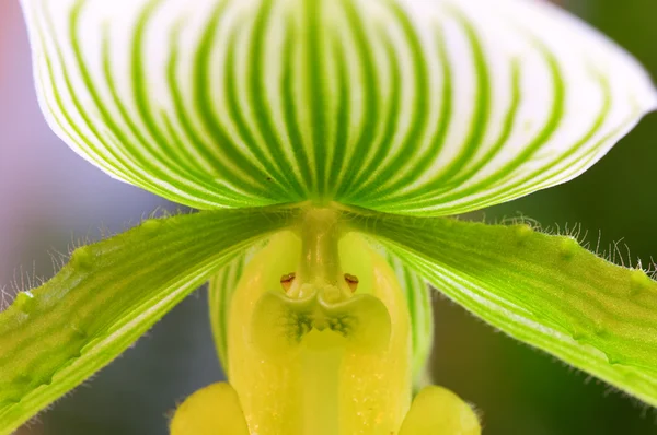 Zelená dáma střevíček (orchidej) — Stock fotografie