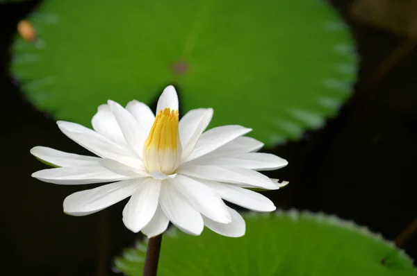 Lirios de agua blanca — Foto de Stock