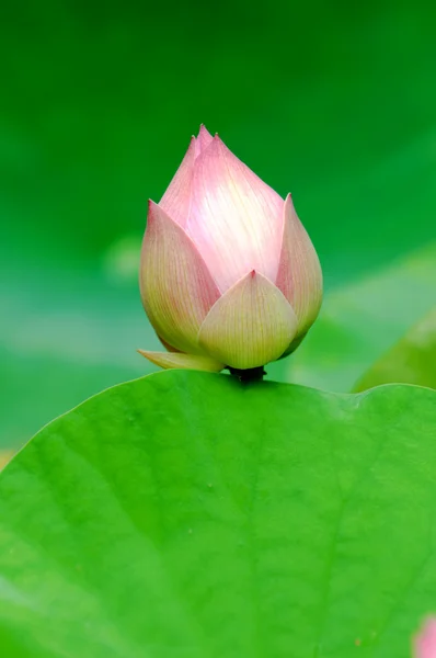 Lotus (bud) çiçeği — Stok fotoğraf