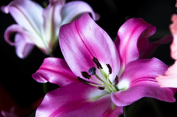 Rosa lilja — Stockfoto