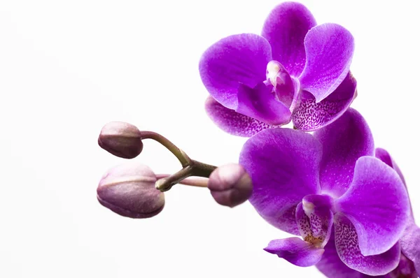 Орхидея цветок изолирован на белом — стоковое фото