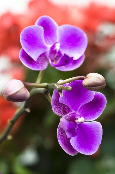 Primo piano del fiore del orchid — Foto Stock