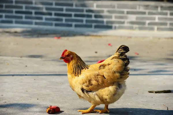 步行母鸡 — 图库照片