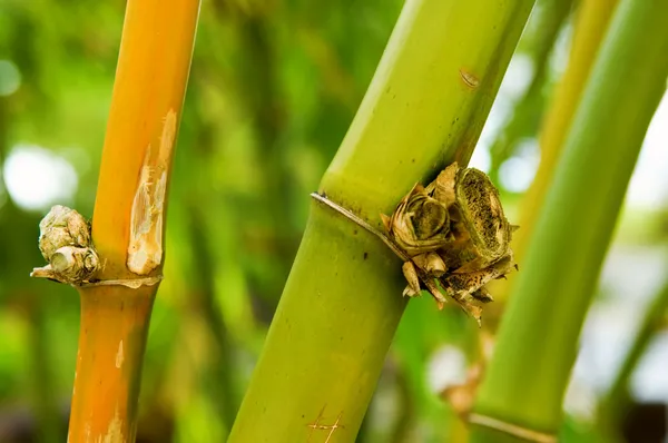 Bambu — Fotografia de Stock