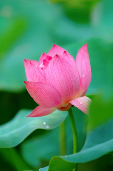 Lotus fleur — Photo