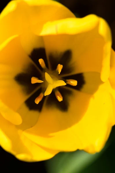 Flor de tulipán único —  Fotos de Stock