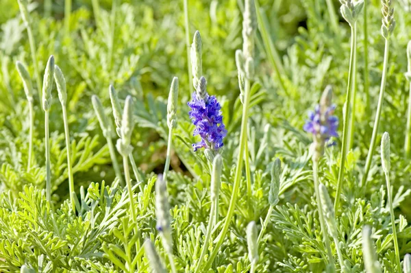 Lavanda — Foto de Stock