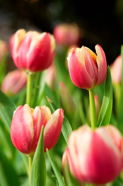 Red tulip flowers — Stock Photo, Image