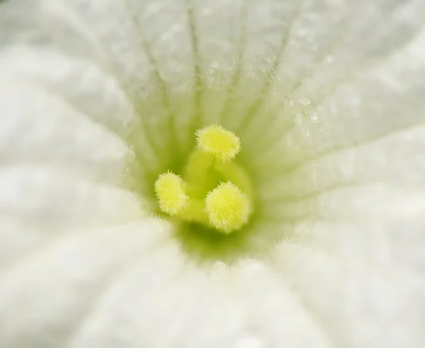 Primer plano de flor blanca —  Fotos de Stock