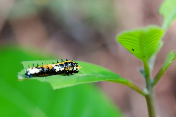 蛾の毛虫 — ストック写真