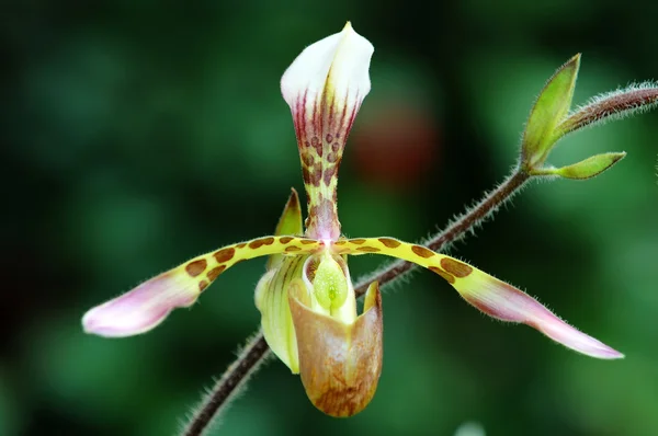 Lady papucs (orchidea) — Stock Fotó