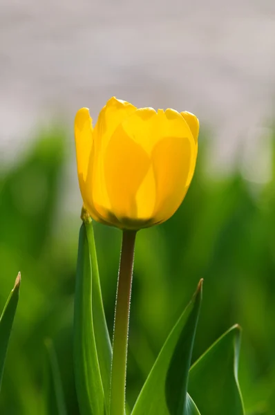 Flor de tulipán único —  Fotos de Stock