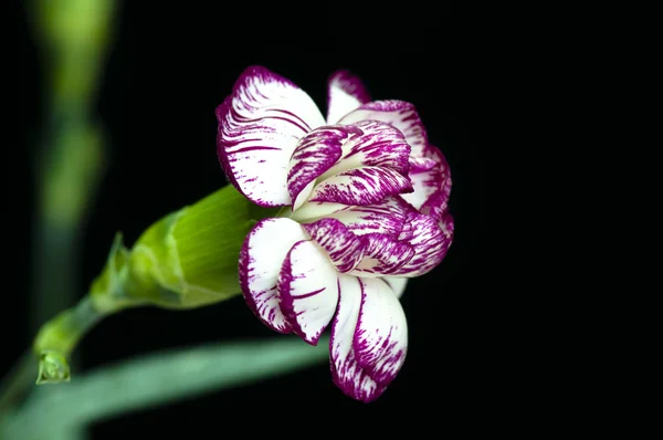 Carnations — Stock Photo, Image