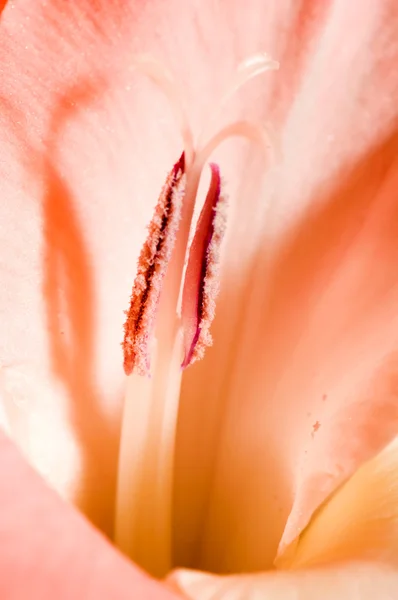 Gladiolus — Stock fotografie