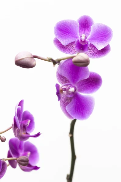 Orchideebloem geïsoleerd op wit — Stockfoto