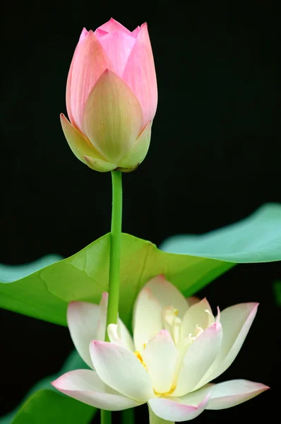 Flor de lótus sobre preto — Fotografia de Stock