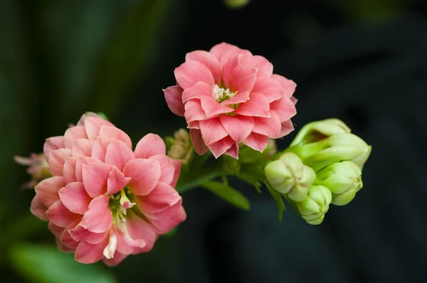 Cespuglio di Kalanchoe — Foto Stock