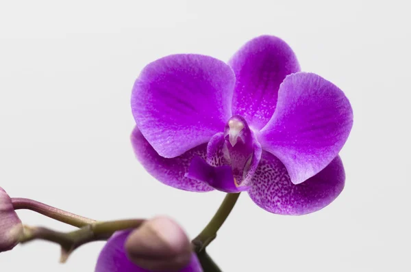 Flor de orquídea aislada en blanco — Foto de Stock