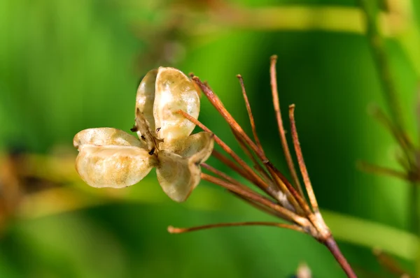 Semillas de plantas — Foto de Stock