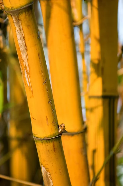 Bambu — Fotografia de Stock