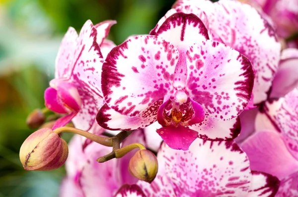 Roter Frauenschuh (Orchidee) — Stockfoto